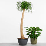 Nolina Recurvata, Picior de Elefant (Beaucarnea Recurvata) - 160 cm