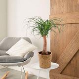 Planta Picior de Elefant (Beaucarnea Recurvata) - 65 cm