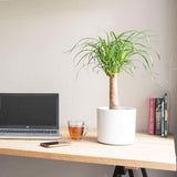 Planta Picior de Elefant (Beaucarnea Recurvata) - 65 cm