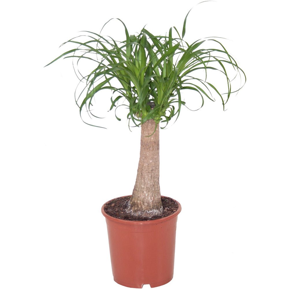 Planta Picior de Elefant (Beaucarnea Recurvata) - 65 cm