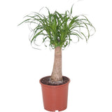 Planta Picior de Elefant (Beaucarnea Recurvata) - 65 cm