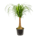 Nolina Recurvata, Picior de Elefant (Beaucarnea Recurvata) - 35 cm