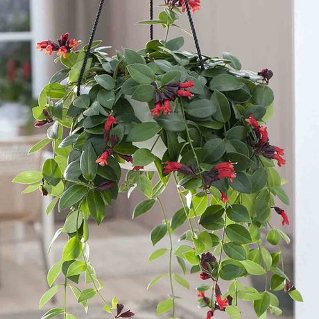 Planta Ruj (Aeschynanthus Mona Lisa) - 50 cm