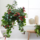Planta Ruj (Aeschynanthus Mona Lisa) - 50 cm