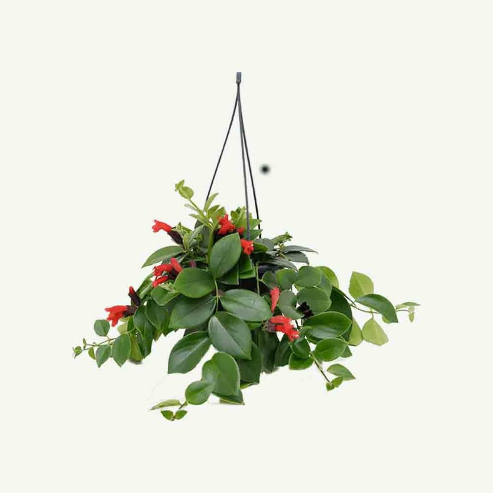 Planta Ruj (Aeschynanthus Mona Lisa) - 50 cm