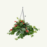 Planta Ruj (Aeschynanthus Mona Lisa) - 50 cm