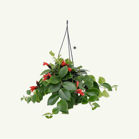 Planta Ruj (Aeschynanthus Mona Lisa) - 50 cm