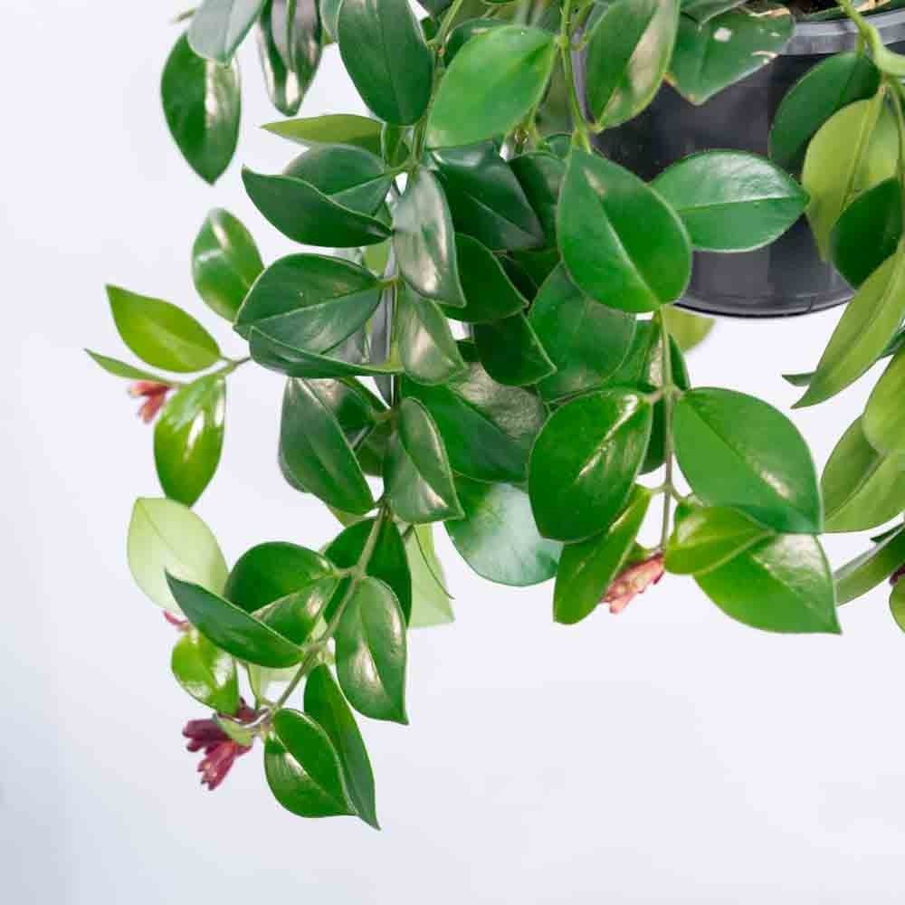 Planta Ruj (Aeschynanthus Mona Lisa) - 50 cm