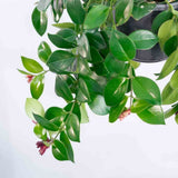 Planta Ruj (Aeschynanthus Mona Lisa) - 50 cm