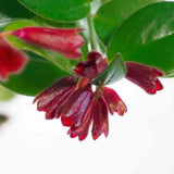 Planta Ruj (Aeschynanthus Mona Lisa) - 50 cm