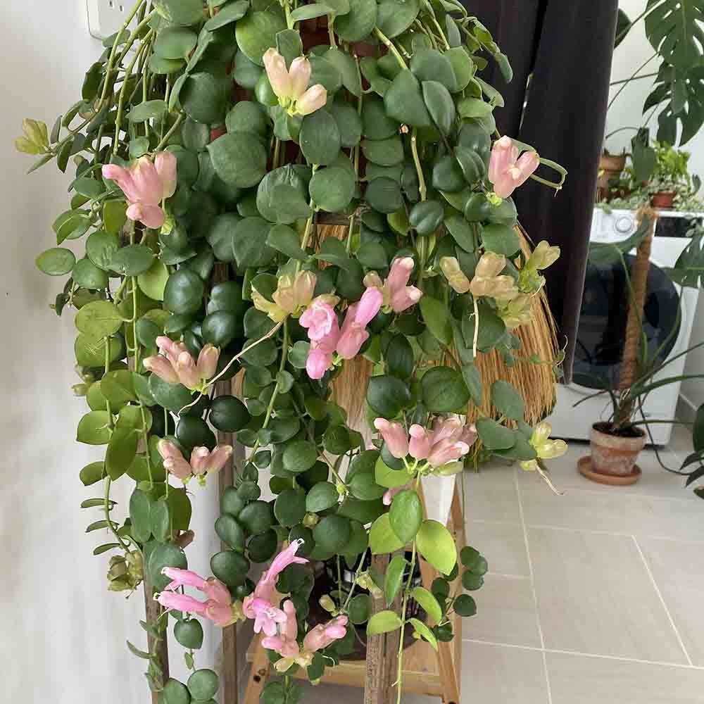 Planta Ruj (Aeschynanthus Pink Polka) - 30-50 cm