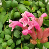 Planta Ruj (Aeschynanthus Pink Polka) - 30-50 cm