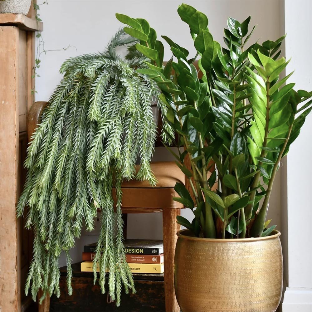 Planta ZZ (Zamioculcas zamiifolia) - 100 cm