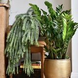 Planta ZZ (Zamioculcas zamiifolia) - 100 cm
