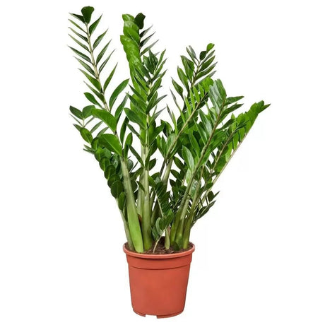 Planta ZZ (Zamioculcas zamiifolia) - 100 cm