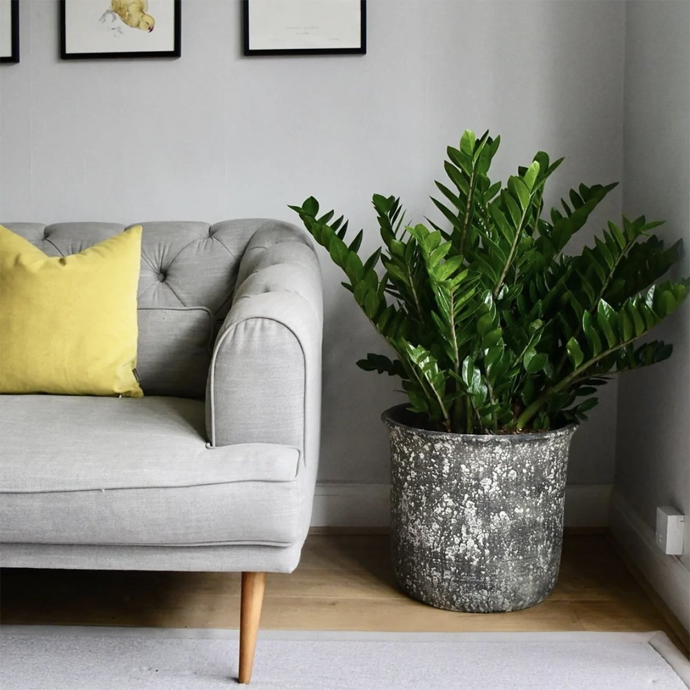 Planta Zz (Zamioculcas Zamiifolia) - 115 cm, foarte bogata in ramuri