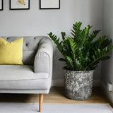 Planta Zz (Zamioculcas Zamiifolia) - 115 cm, foarte bogata in ramuri