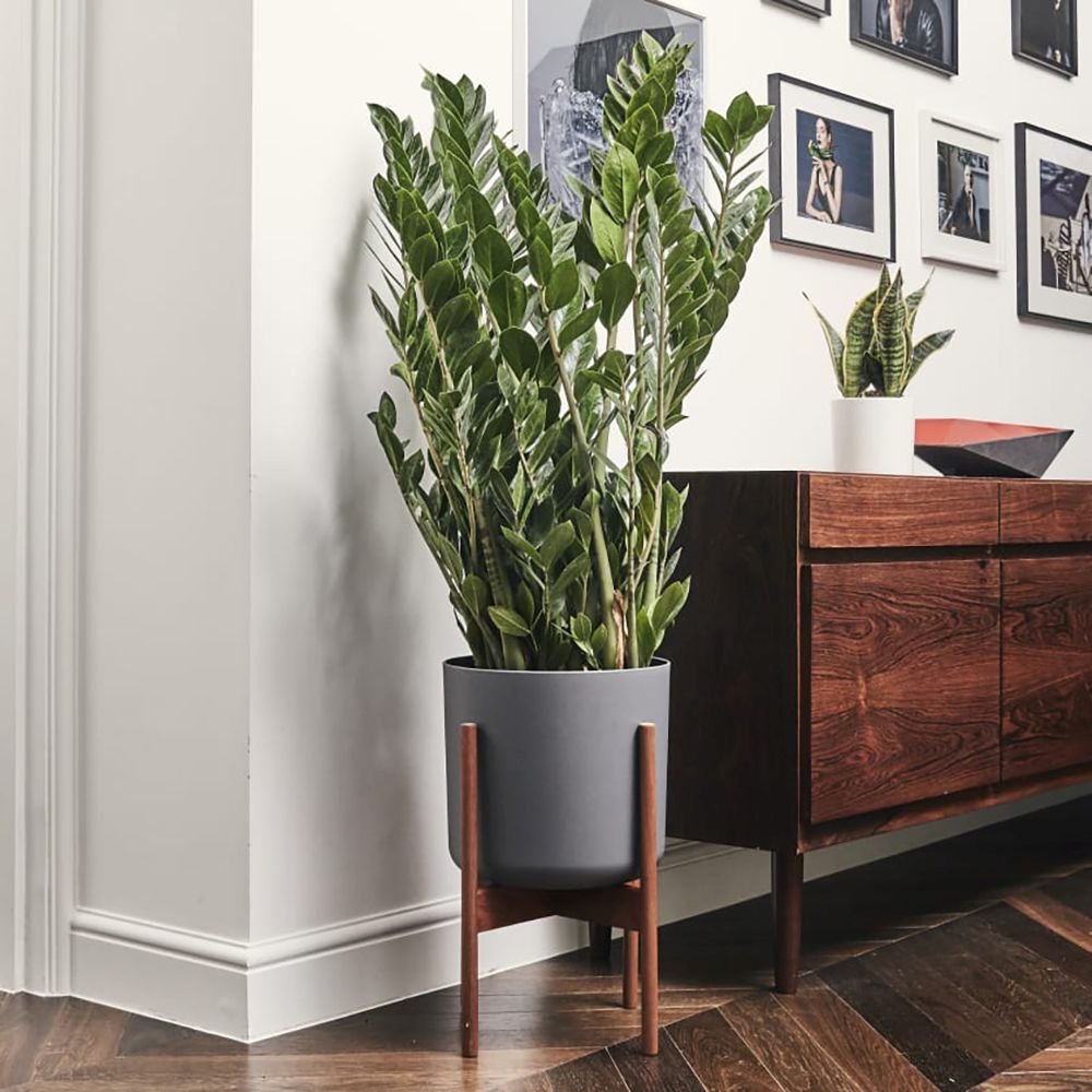 Planta Zz (Zamioculcas Zamiifolia) - 115 cm, foarte bogata in ramuri