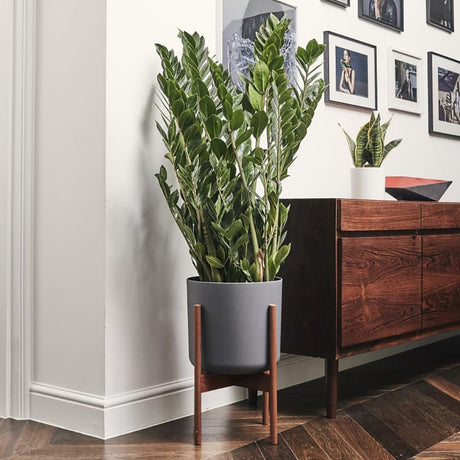 Planta Zz (Zamioculcas Zamiifolia) - 115 cm, foarte bogata in ramuri