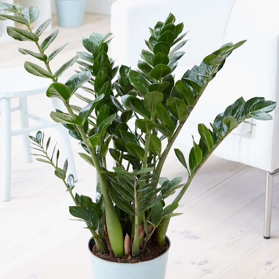 Planta ZZ (Zamioculcas zamiifolia) - 105 cm