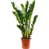 Planta Norocului (Zamioculcas Zamiifolia), 60-70 cm, planta de apartament cu frunze suculente, rezistent umbra, rezistenta, udare rara