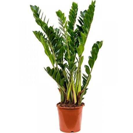 Planta Norocului (Zamioculcas Zamiifolia), 60-70 cm, planta de apartament cu frunze suculente, rezistent umbra, rezistenta, udare rara