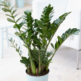 Planta ZZ (Zamioculcas zamiifolia) - 120 cm