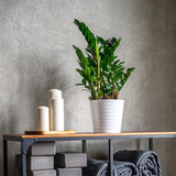 Planta Zz (Zamioculcas Zamiifolia) - 55 cm