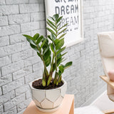 Planta Zz (Zamioculcas Zamiifolia) - 55 cm