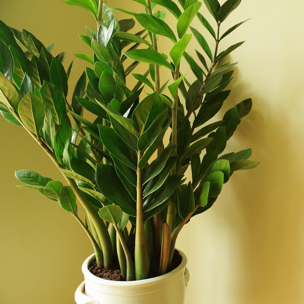 Planta Zz (Zamioculcas Zamiifolia) - 55 cm