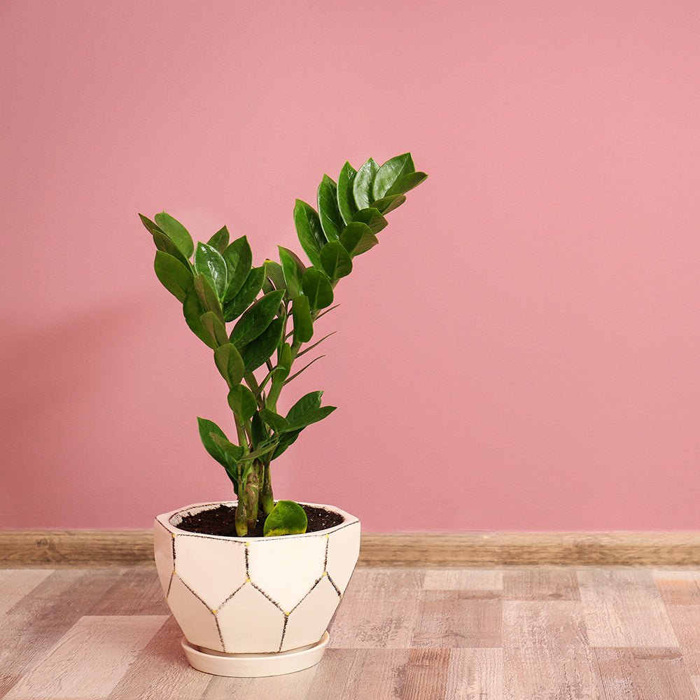 Planta Zz (Zamioculcas Zamiifolia ) - 80 cm