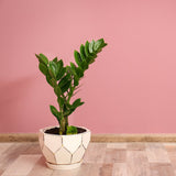 Planta Zz (Zamioculcas Zamiifolia ) - 80 cm