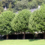Platan de Londra (Platanus Hispanica), cu cresterea rapida, perfect pentru umbra