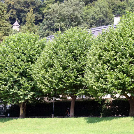 Platan de Londra (Platanus Hispanica), cu cresterea rapida, perfect pentru umbra