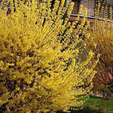 Ploaie de Aur (Forsythia Spectabilis), cu flori aurii