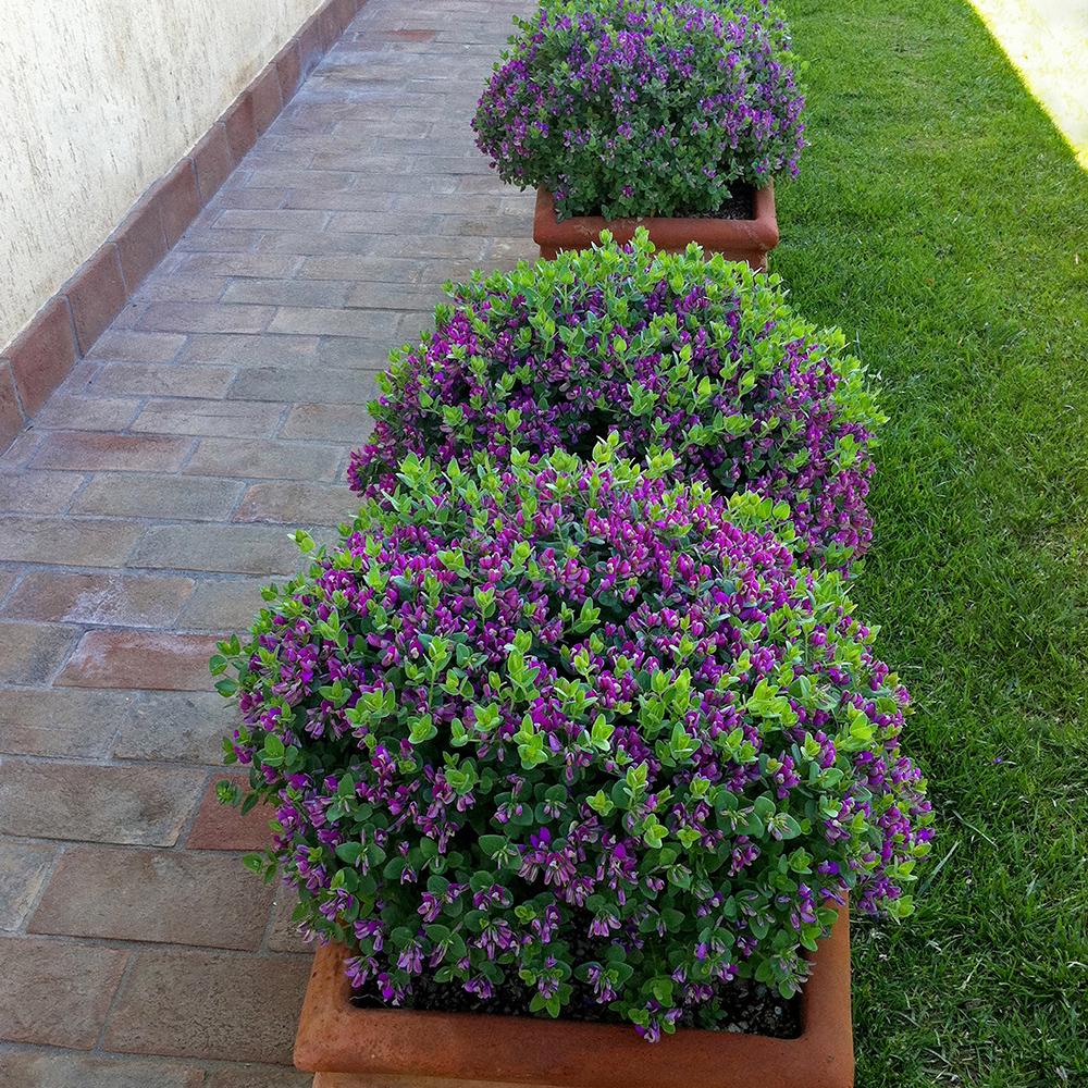 Polygala Myrtifolia, cu flori roz-violet