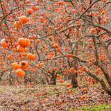 Pom Kaki, Curmal Japonez (Diospyros kaki) - 200-250 cm