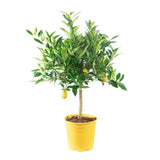 Pom Lamai - 60 cm