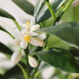 Pom Portocal Margarita Kumquat - 65 cm