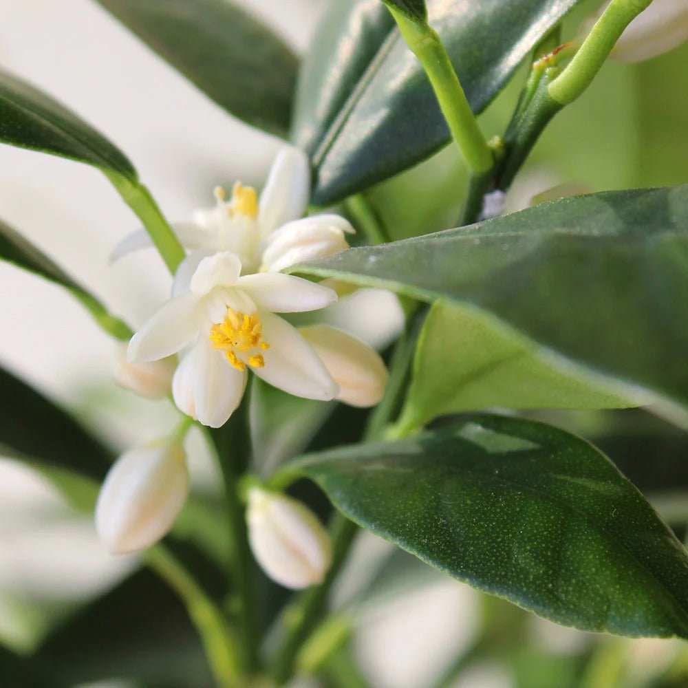 Pom Portocal Margarita Kumquat - 65 cm