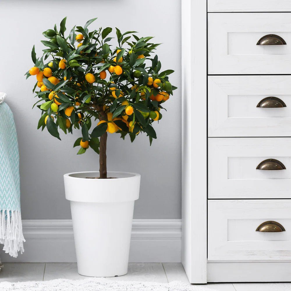 Pom Portocal Margarita Kumquat - 65 cm
