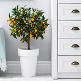 Pom Portocal Margarita Kumquat - 65 cm