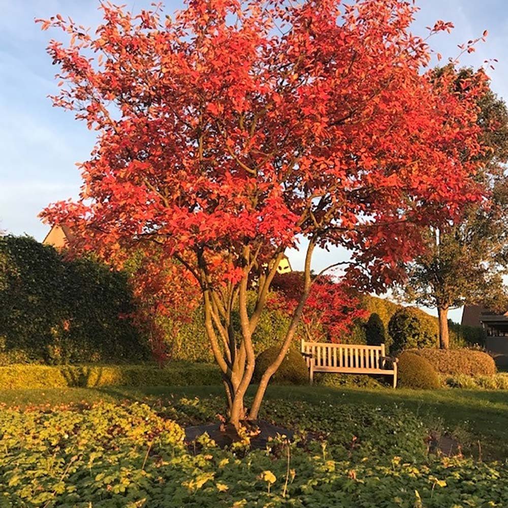 Pomul de Stafide (Amelanchier Lamarckii)