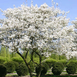 Pomul de Stafide (Amelanchier Lamarckii)