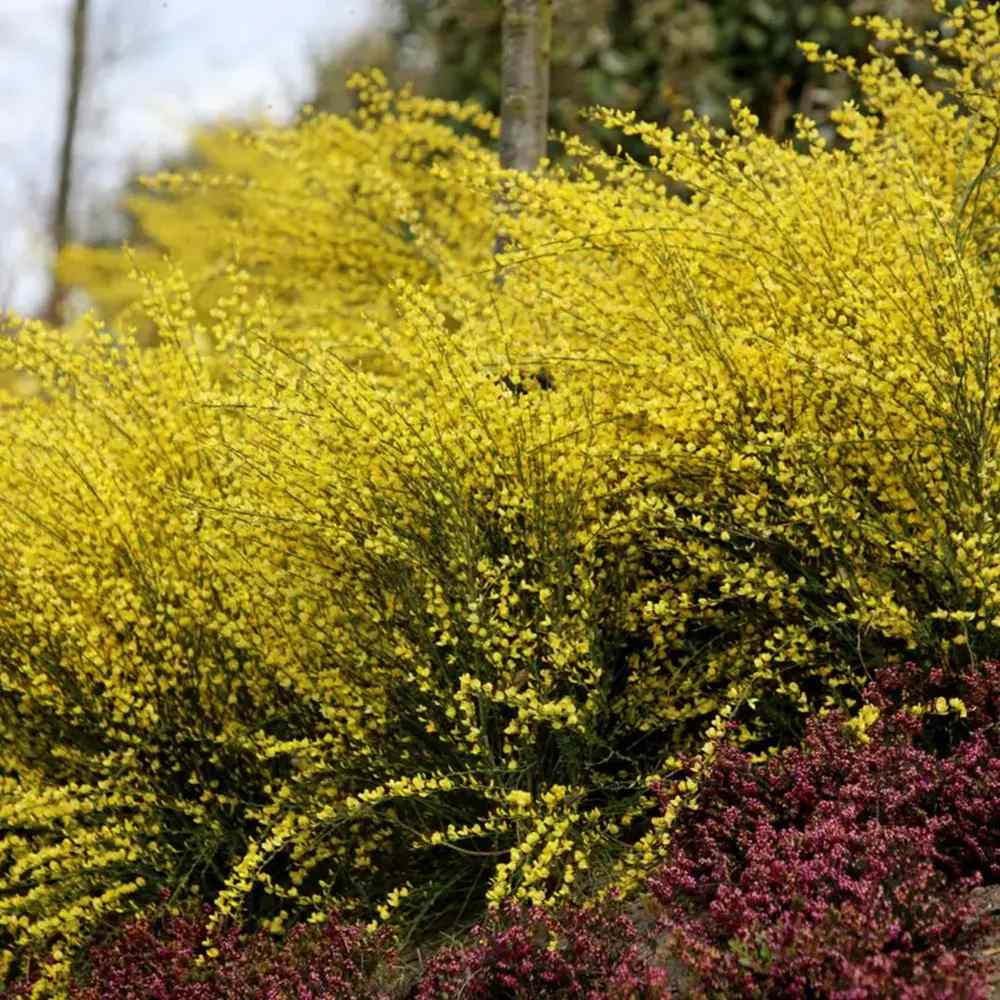 Arany seprűzanót 'Allgold' (Cytisus praecox), lombhullató díszcserje intenzív sárga virágokkal, korai virágzású, szárazságtűrő
