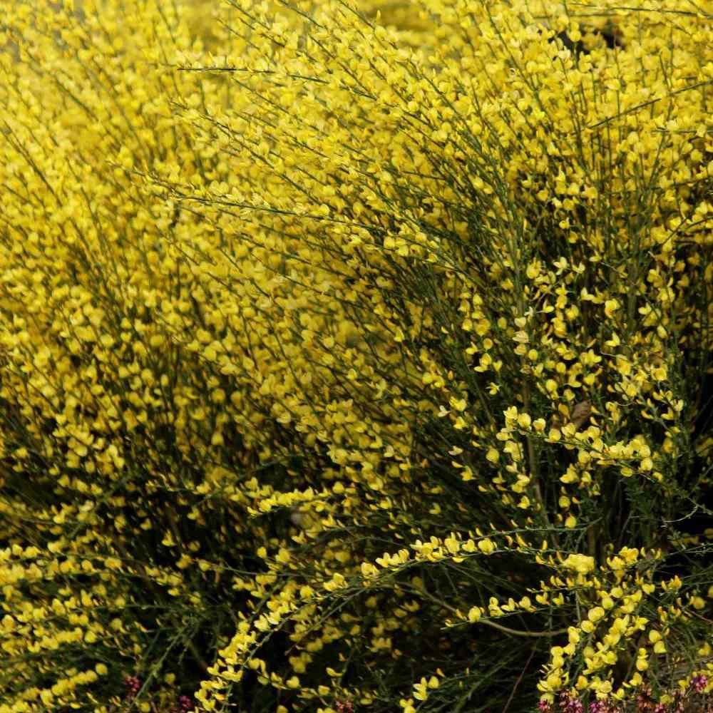 Arany seprűzanót 'Allgold' (Cytisus praecox), lombhullató díszcserje intenzív sárga virágokkal, korai virágzású, szárazságtűrő