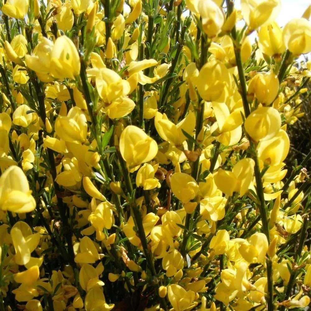Arany seprűzanót 'Allgold' (Cytisus praecox), lombhullató díszcserje intenzív sárga virágokkal, korai virágzású, szárazságtűrő