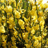 Arany seprűzanót 'Allgold' (Cytisus praecox), lombhullató díszcserje intenzív sárga virágokkal, korai virágzású, szárazságtűrő