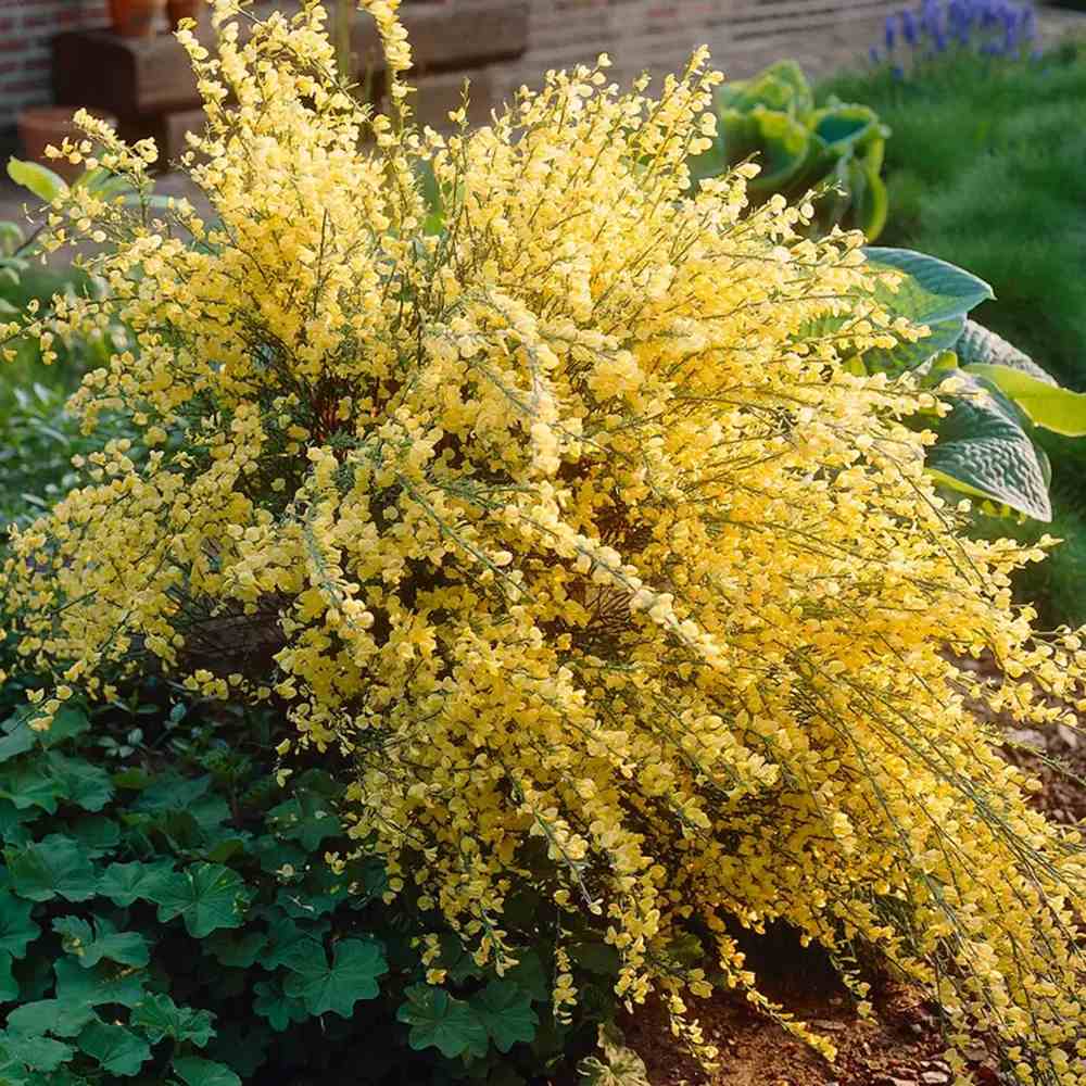 Arany seprűzanót 'Allgold' (Cytisus praecox), lombhullató díszcserje intenzív sárga virágokkal, korai virágzású, szárazságtűrő