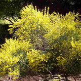 Arany seprűzanót 'Allgold' (Cytisus praecox), lombhullató díszcserje intenzív sárga virágokkal, korai virágzású, szárazságtűrő